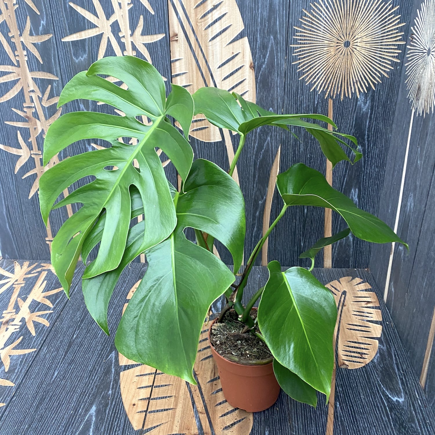 Monstera deliciosa (Swiss cheese plant) D15