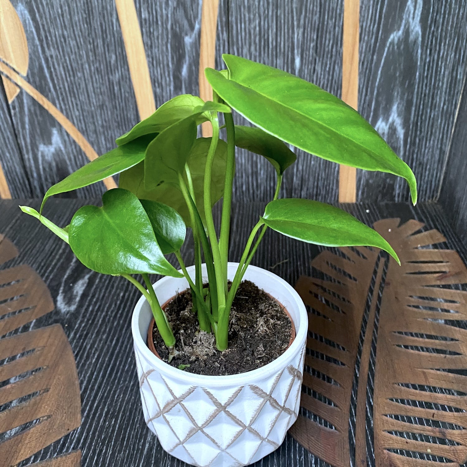 Monstera deliciosa (Swiss cheese plant) D9 2-3 plante/ghiveci