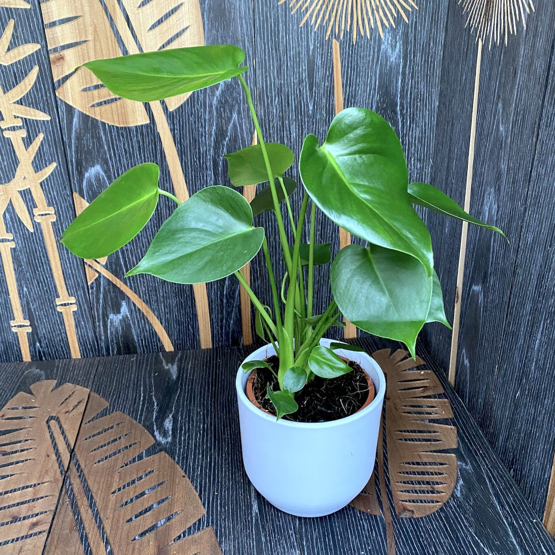 Monstera deliciosa (Swiss cheese plant) D12 23 plante/ghiveci