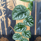 Monstera dubia (H45)