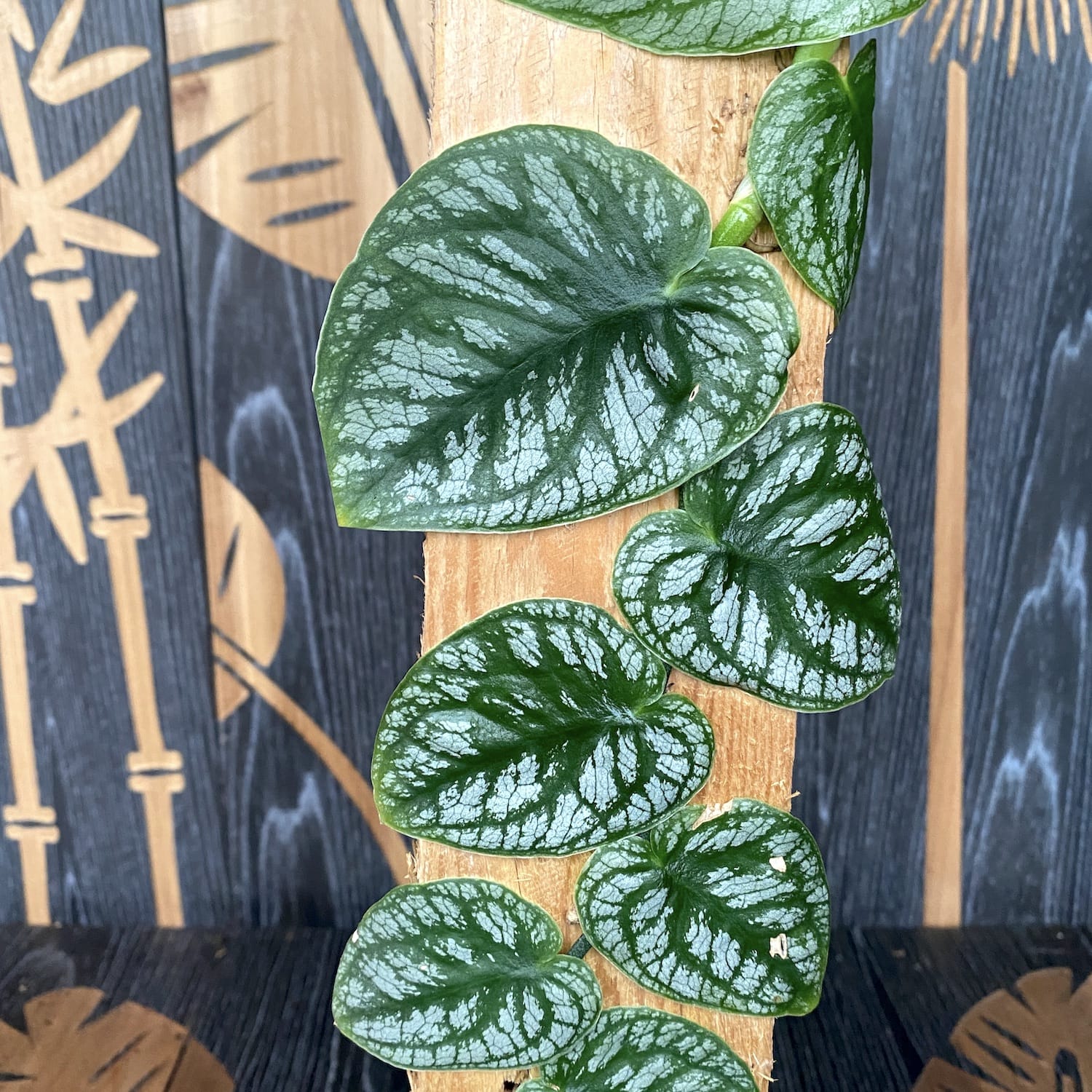 Monstera dubia (H45)