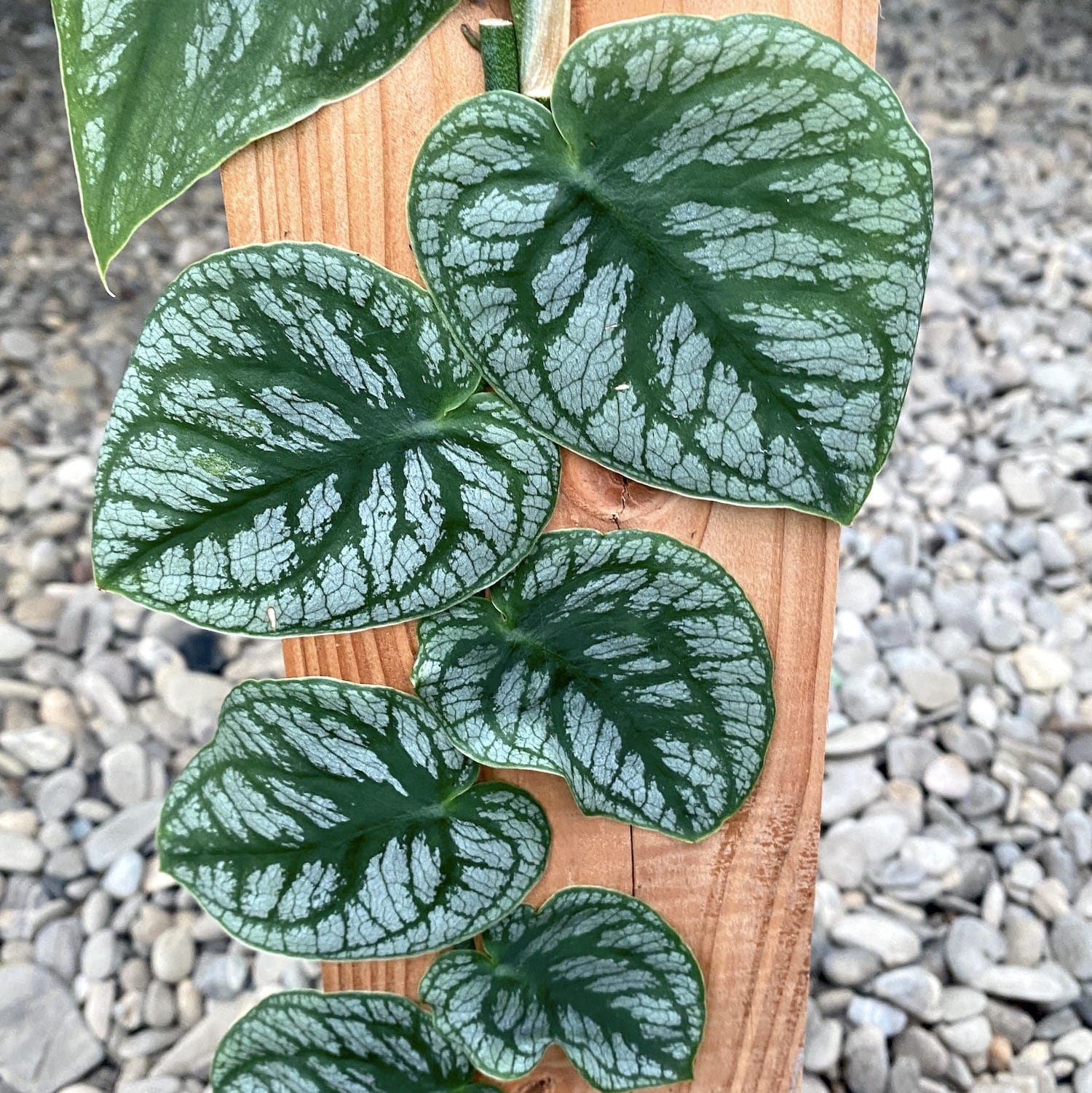 Cuttings Monstera dubia (neinradacinat)