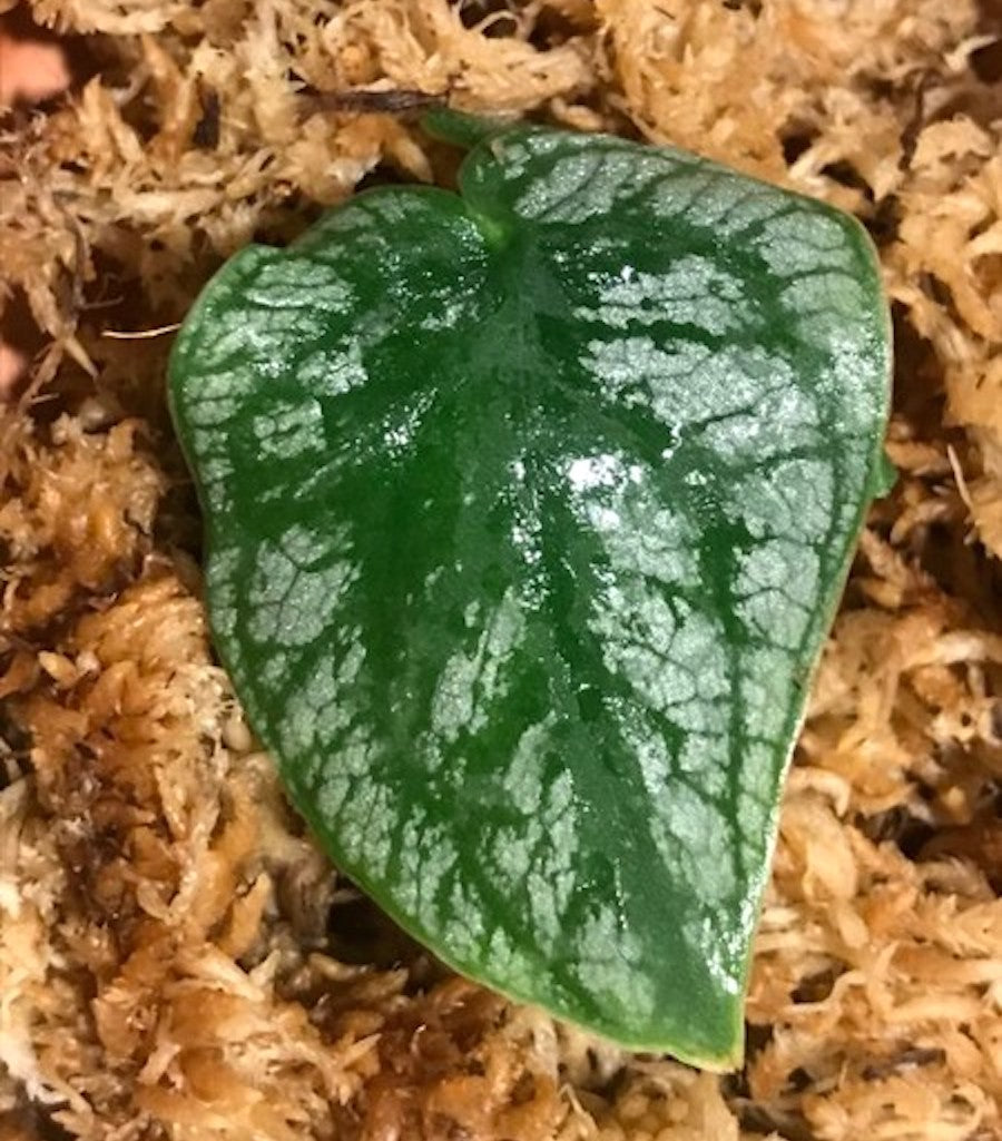 Cuttings Monstera dubia (neinradacinat)