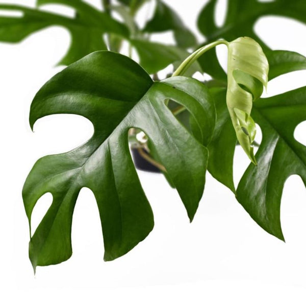 Monstera Minima (Rhaphidophora tetrasperma) *Babypflanze