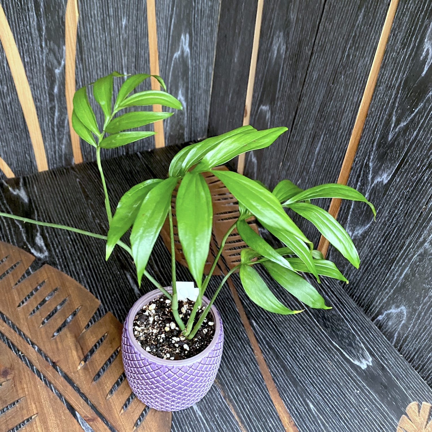 philodendron subpinnata Monstera subpinnata – Secret Garden Plant Shop