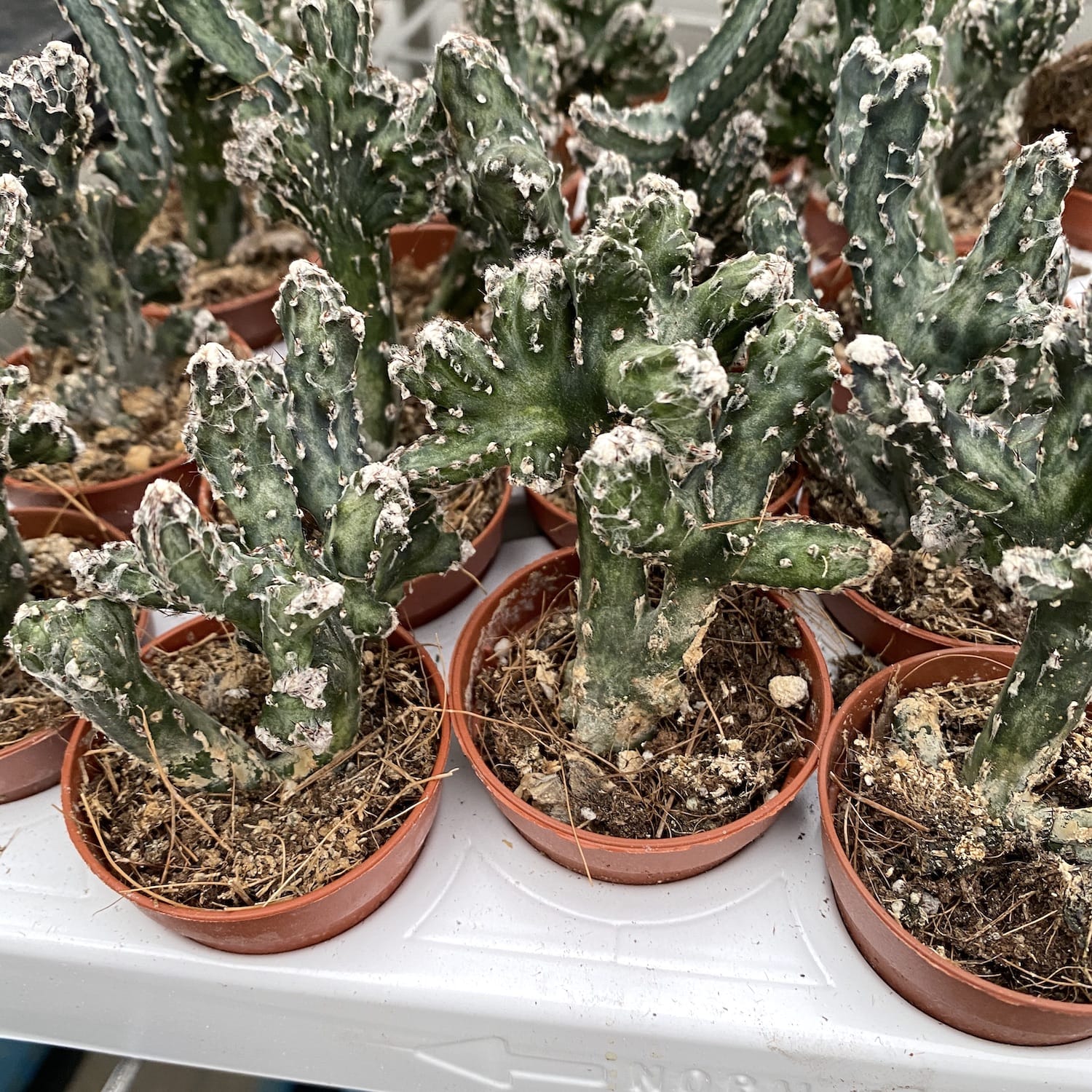 Monvillea Spegazzinii Cristata