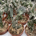 Monvillea Spegazzinii Cristata