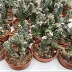 Monvillea Spegazzinii Cristata