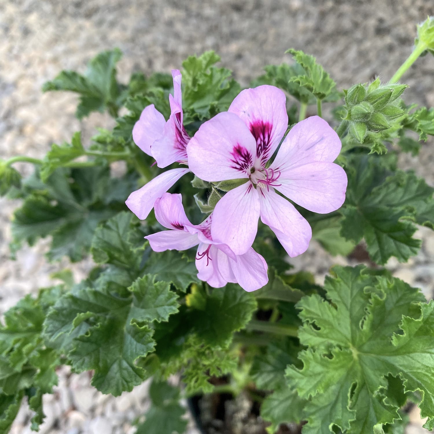 Muscate parfumate - Scented Geranium ‘Isko Ginger’(parfum de ghimbir)