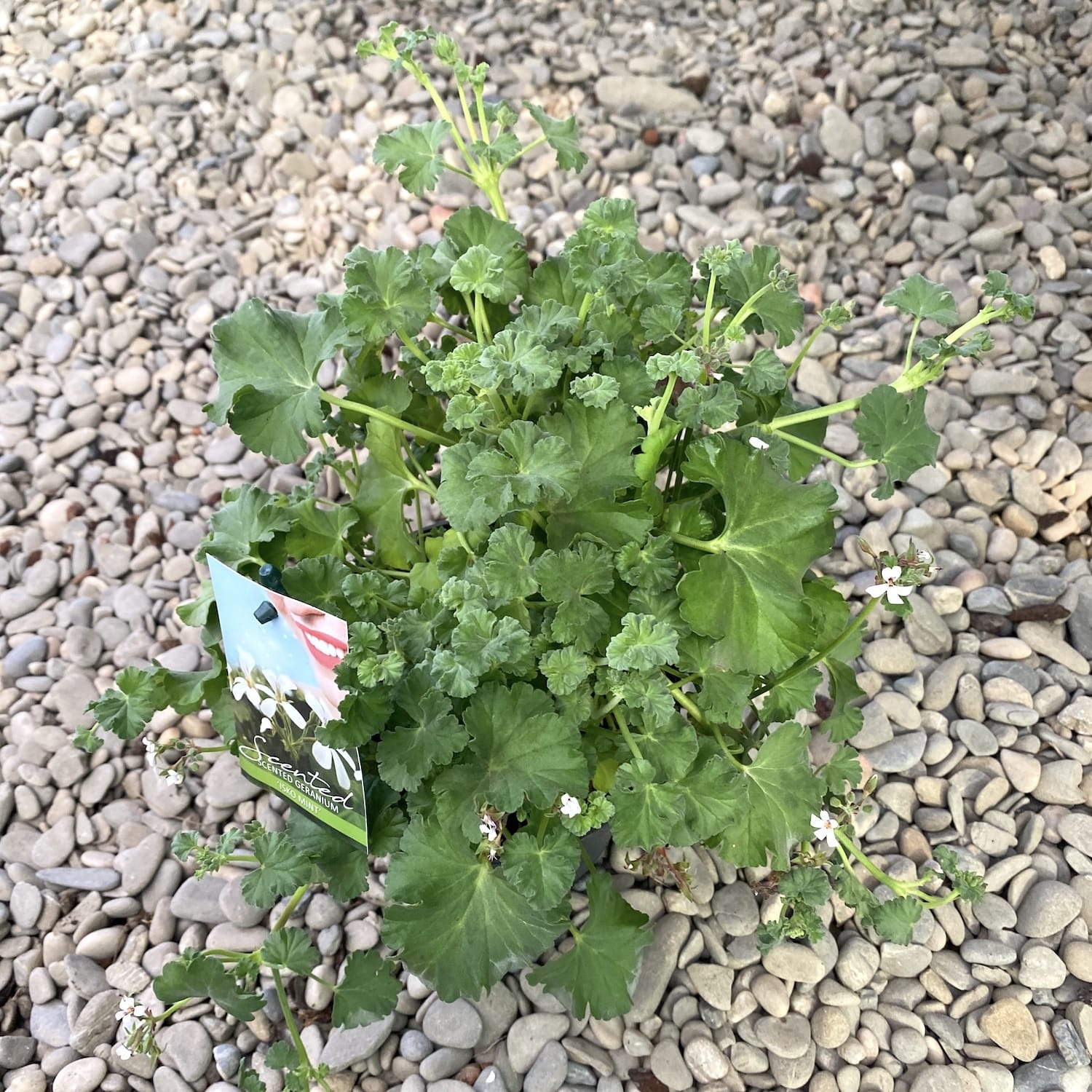 Muscate parfumate (menta) - Pelargonium Isko Mint