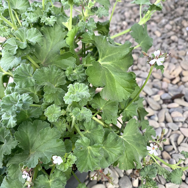 Fragrant geraniums (mint) - Pelargonium Isko Mint