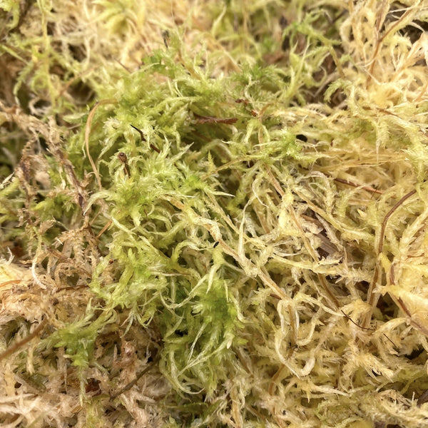 Packed natural Sphagnum moss (unprocessed) (600 g)