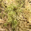 Muschi Sphagnum natural, ambalat (neprocesat)