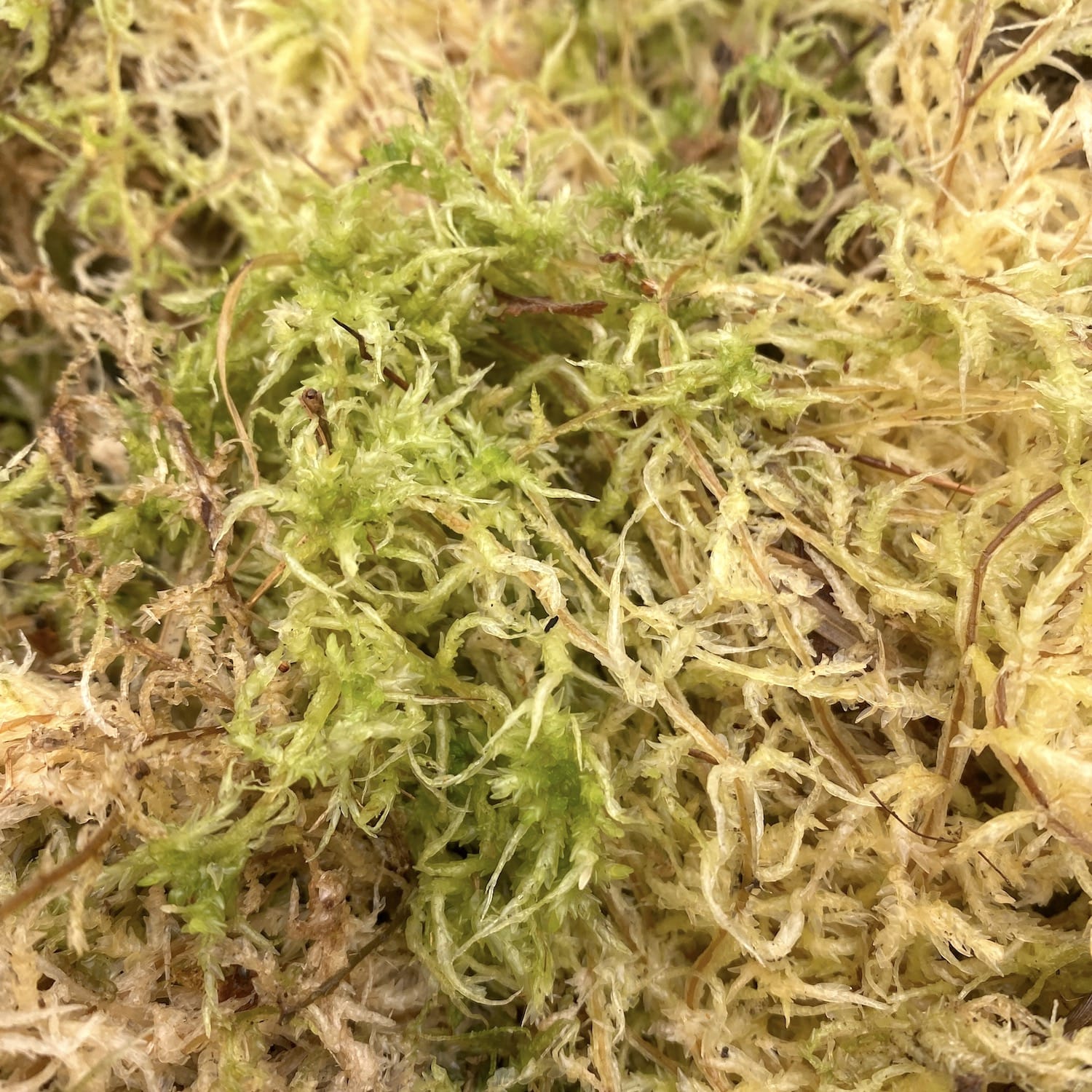 Muschi Sphagnum natural, ambalat (neprocesat)
