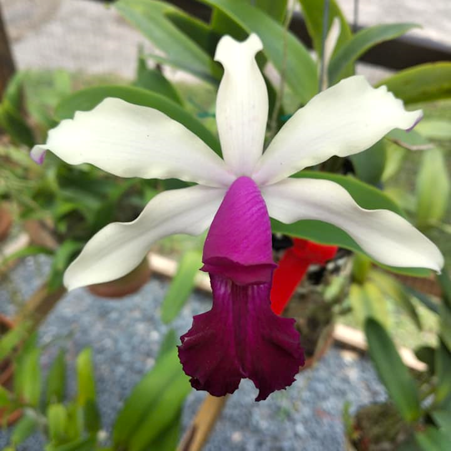 Myc. RIO's Little Treasure (C. violacea × Mcp. albopurpurea)