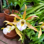 Myrmecavola Sol Taino