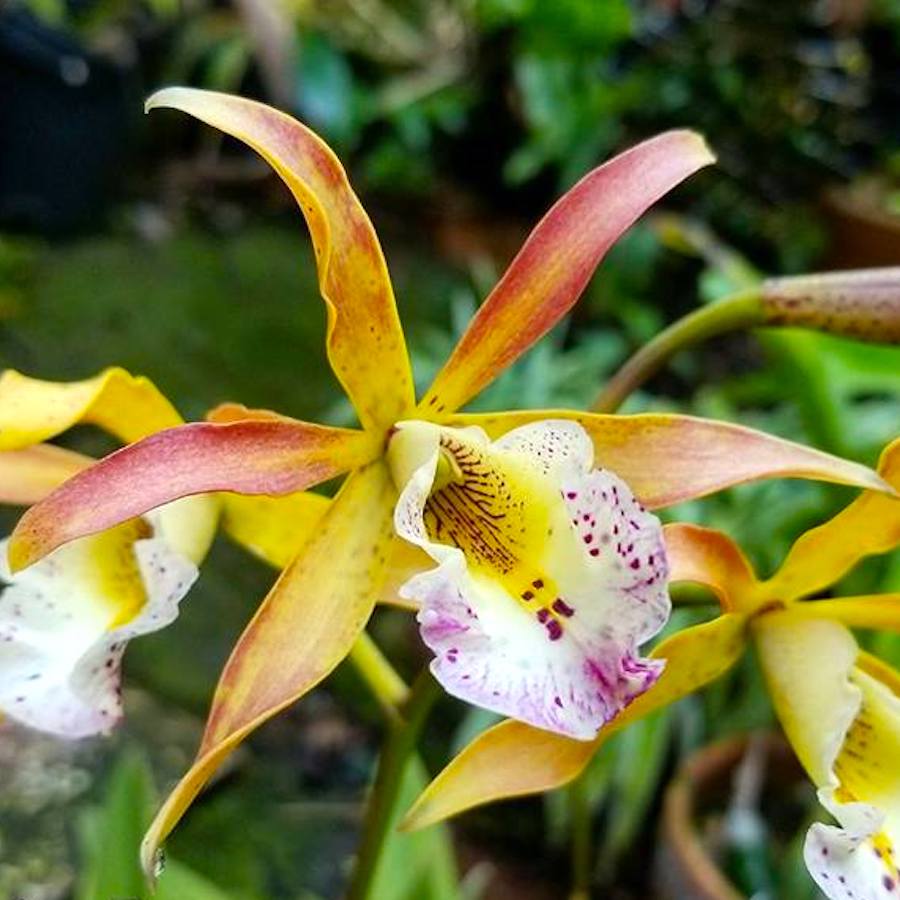 Myrmecavola Sol Taino