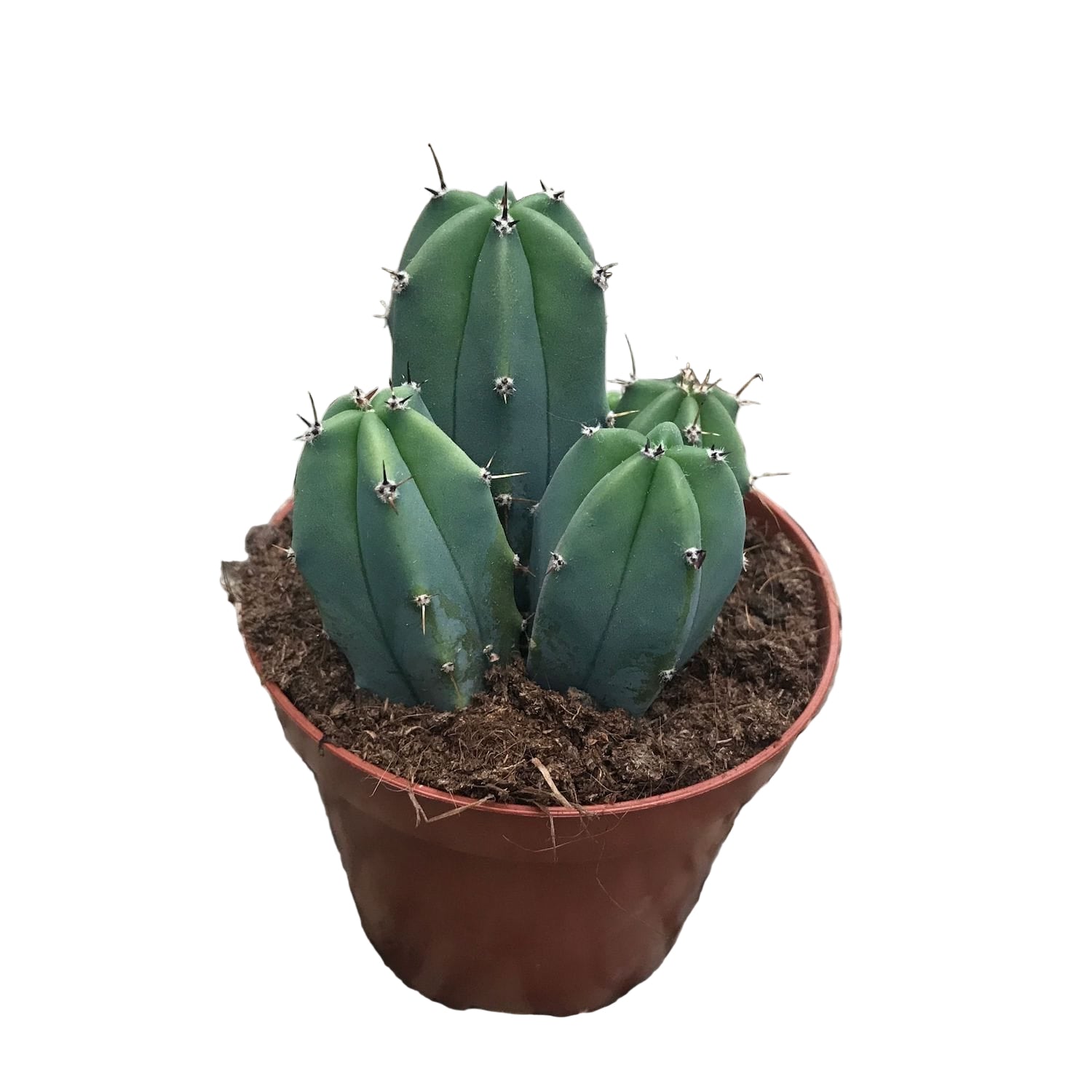 Myrtillocactus geometrizans