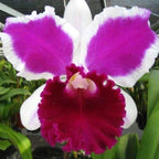 Cattleya NSA Big China
