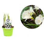 Narcissus 'White Petticoat'