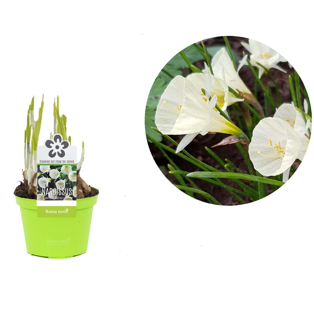 Narcissus 'White Petticoat'
