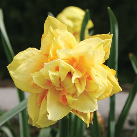 Narzissenzwiebeln mit gefüllten Blüten - Narcissus Double Texas
