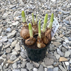 Bulbi de narcise cu flori duble - Narcissus Double Texas