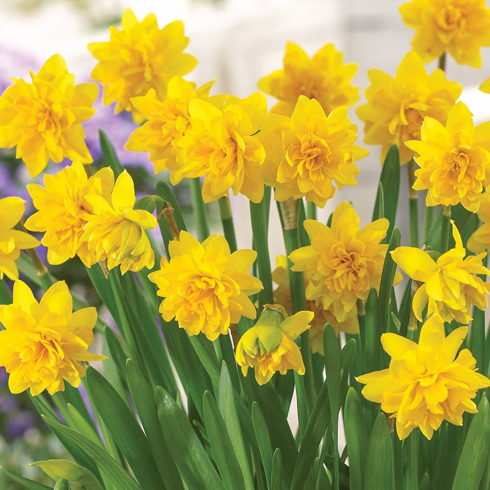 Narcissus 'Tete Boucle'