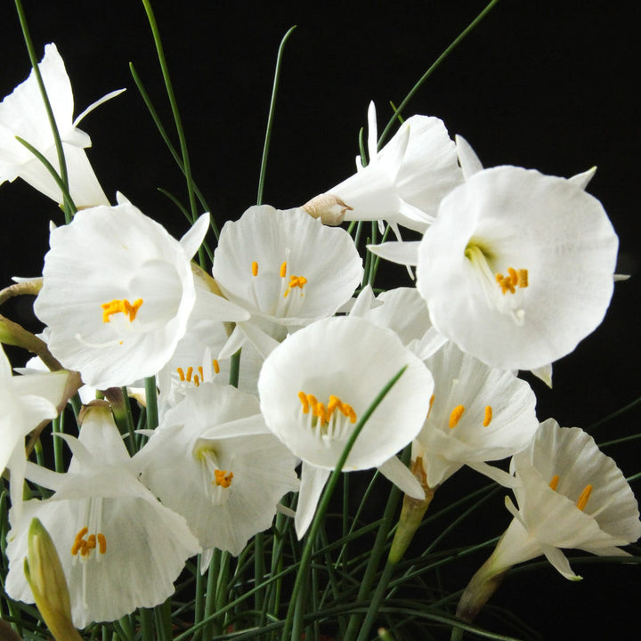 Narcissus 'White Petticoat'