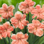Narcise olandeze cu floare dubla peach - Narcissus ‘Apricot Whirl’