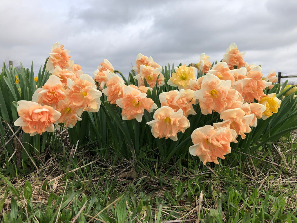 Narzissen aus Holland mit doppelter Blüte Pfirsich - Narcissus ‘Apricot Whirl’