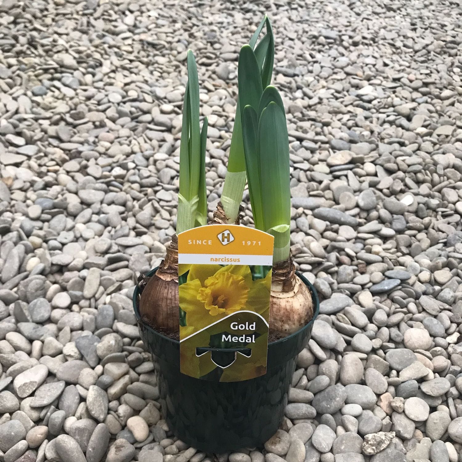 Dutch daffodil bulbs Narcissus Gold Medal Floraria Secret Garden (SG)