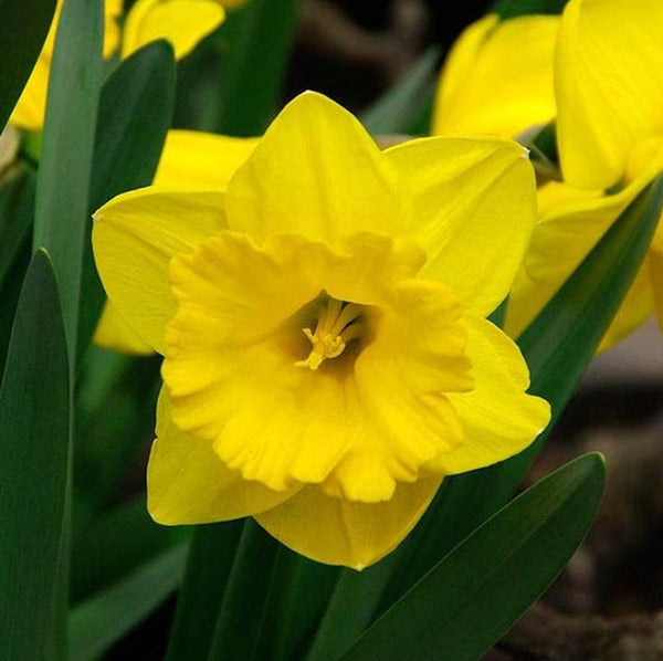 Dutch daffodil bulbs - Narcissus Gold Medal