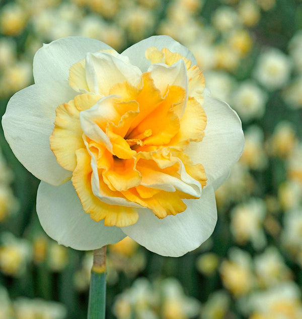 Daffodil bulbs with double flowers - Narcissus Golden Pearl
