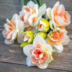 Narcissus 'My Story'