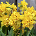 Narcissus 'Tete Boucle'