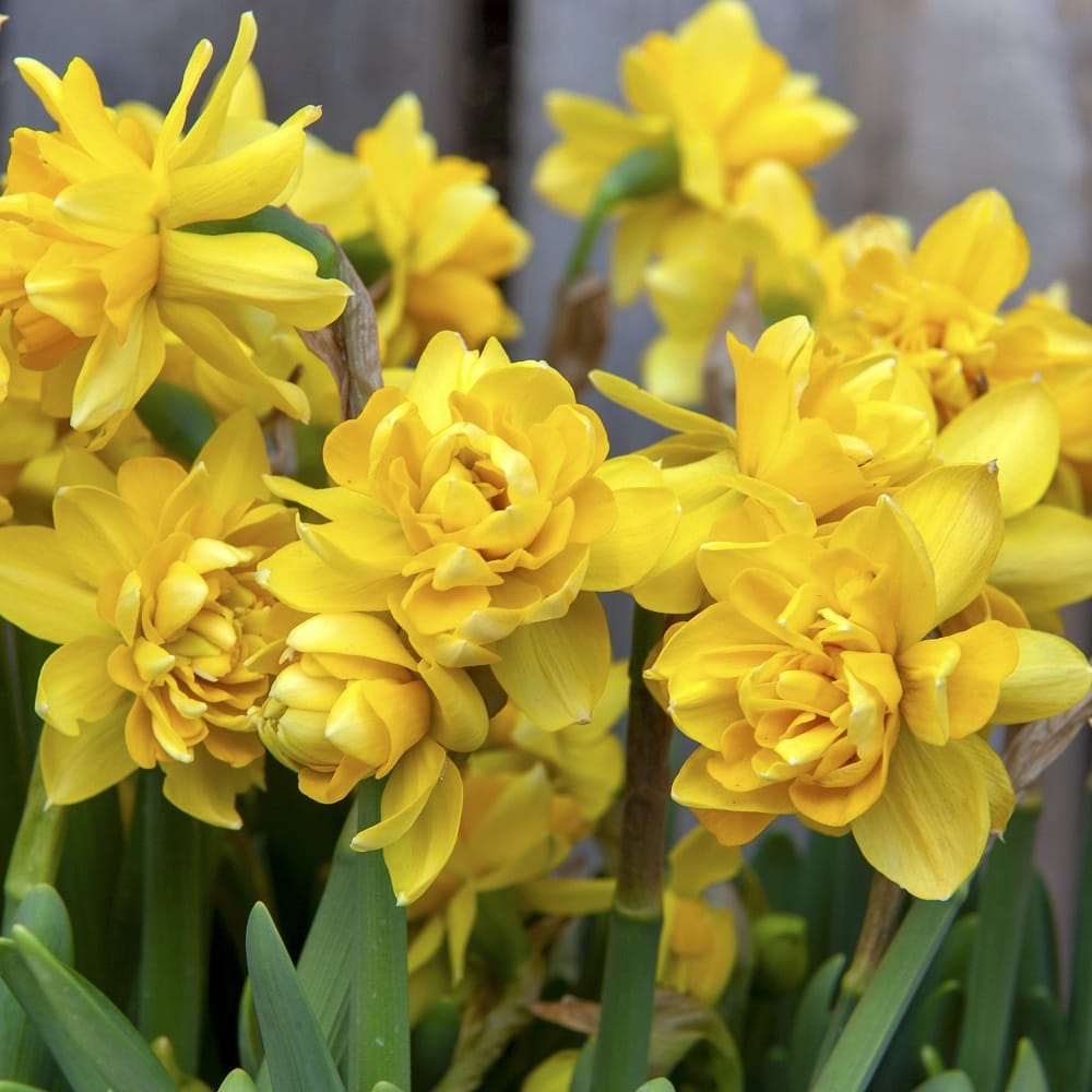 Narcissus 'Tete Boucle'