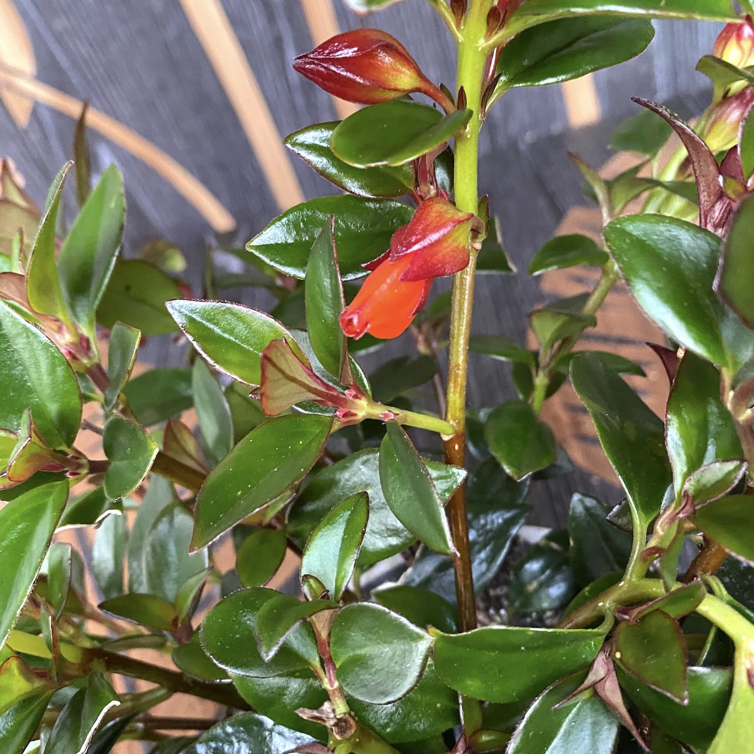 Nematanthus gregarius (Fish Plant)