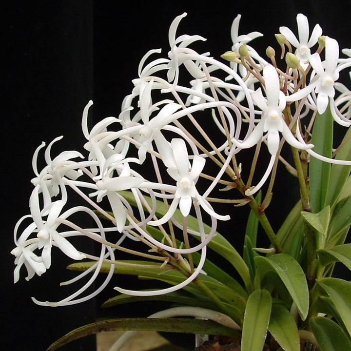 Neofinetia falcata