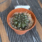 Neoporteria paucicostata var. viridis