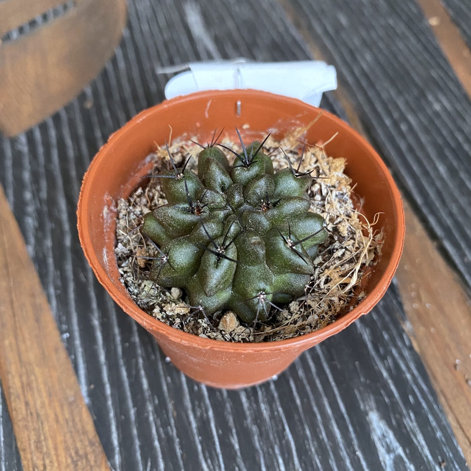 Neoporteria paucicostata var. viridis