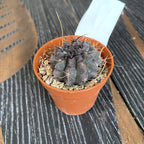 Neoporteria paucicostata var. viridis