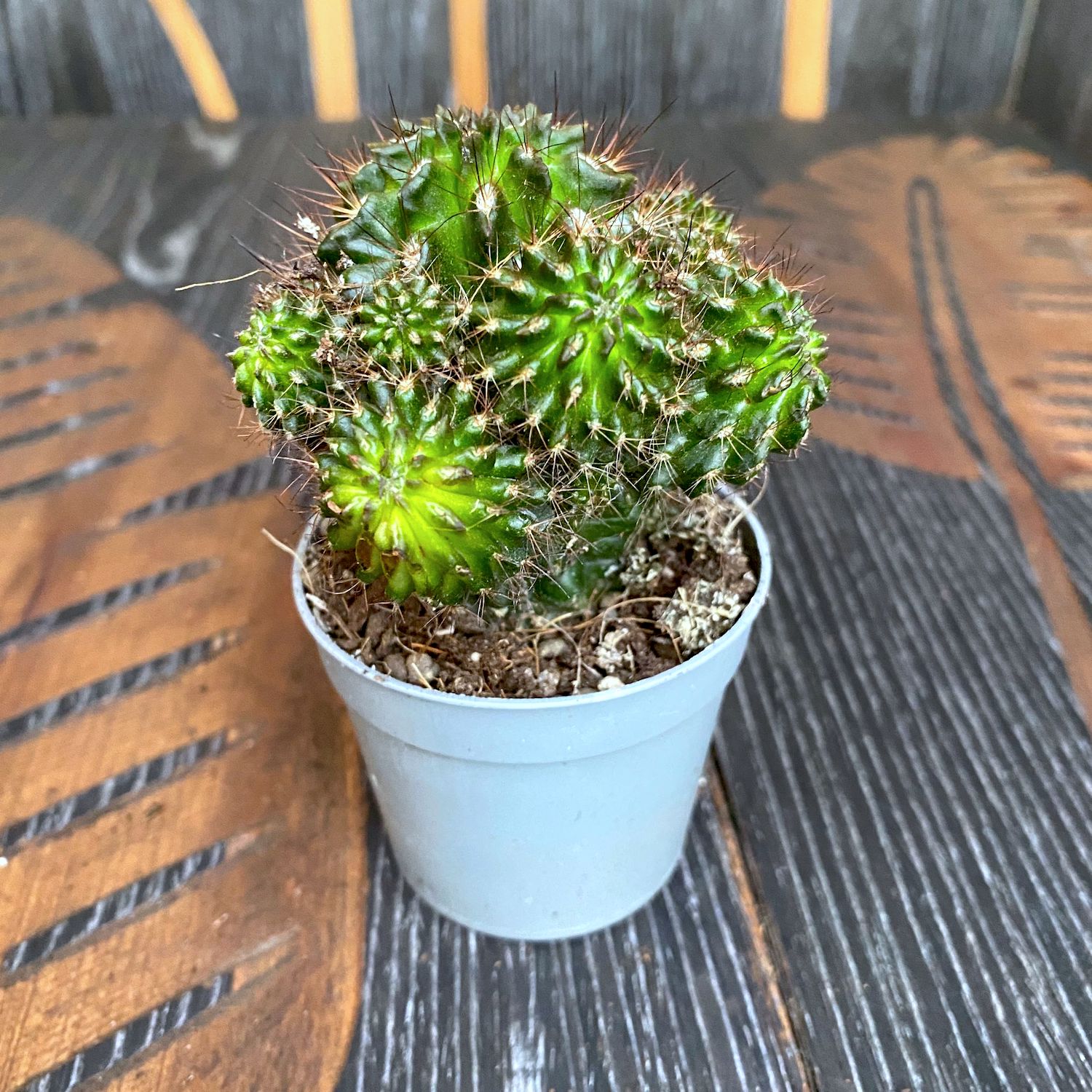 Neoporteria subgibbosa prolifera