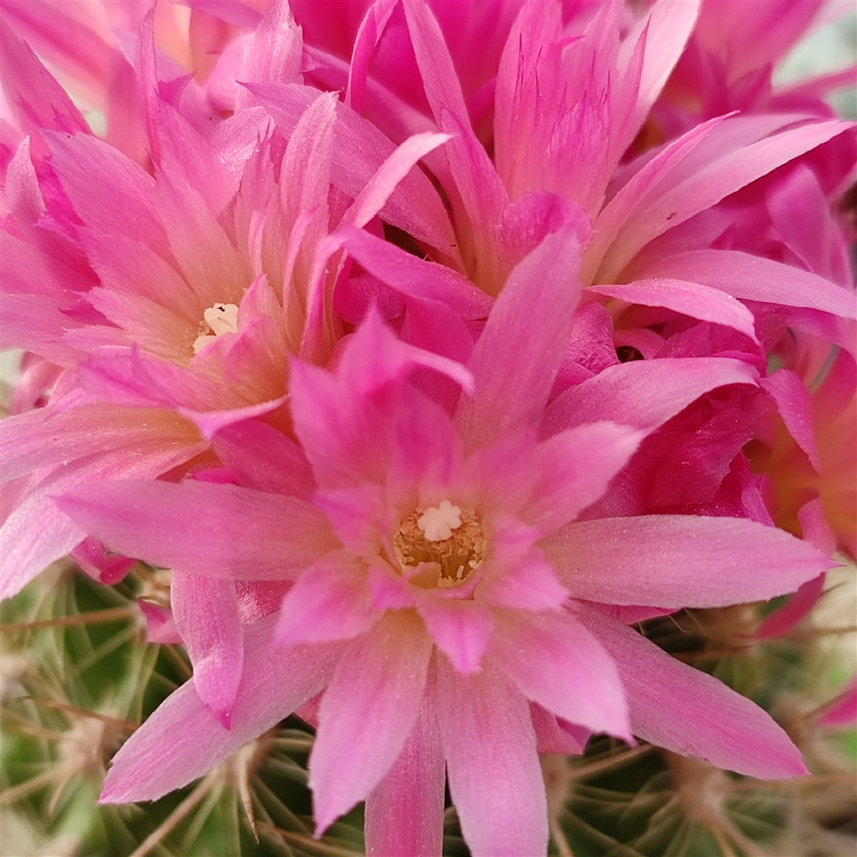 Neoporteria subgibbosa prolifera