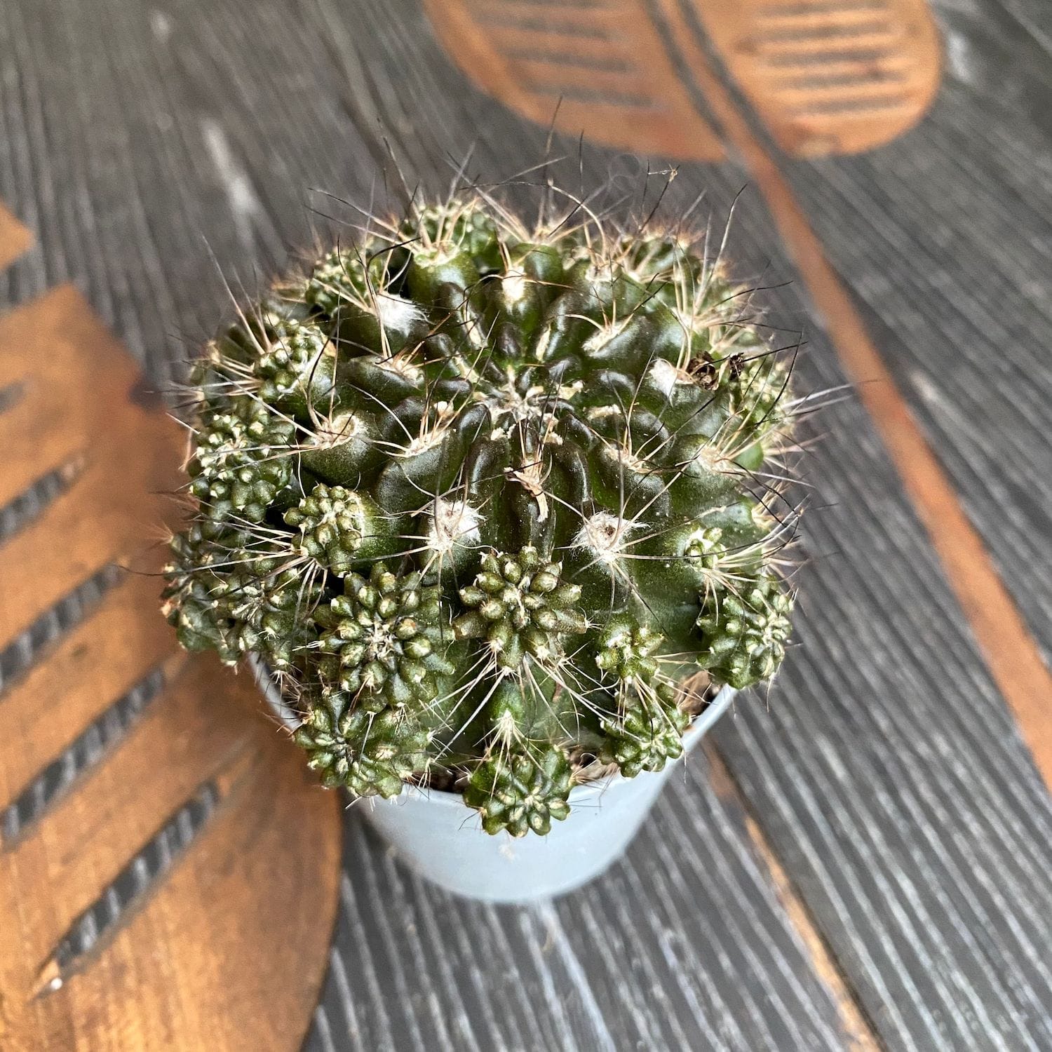 Neoporteria subgibbosa prolifera