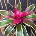 Neoregelia 'Franca'