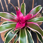 Neoregelia 'Franca'