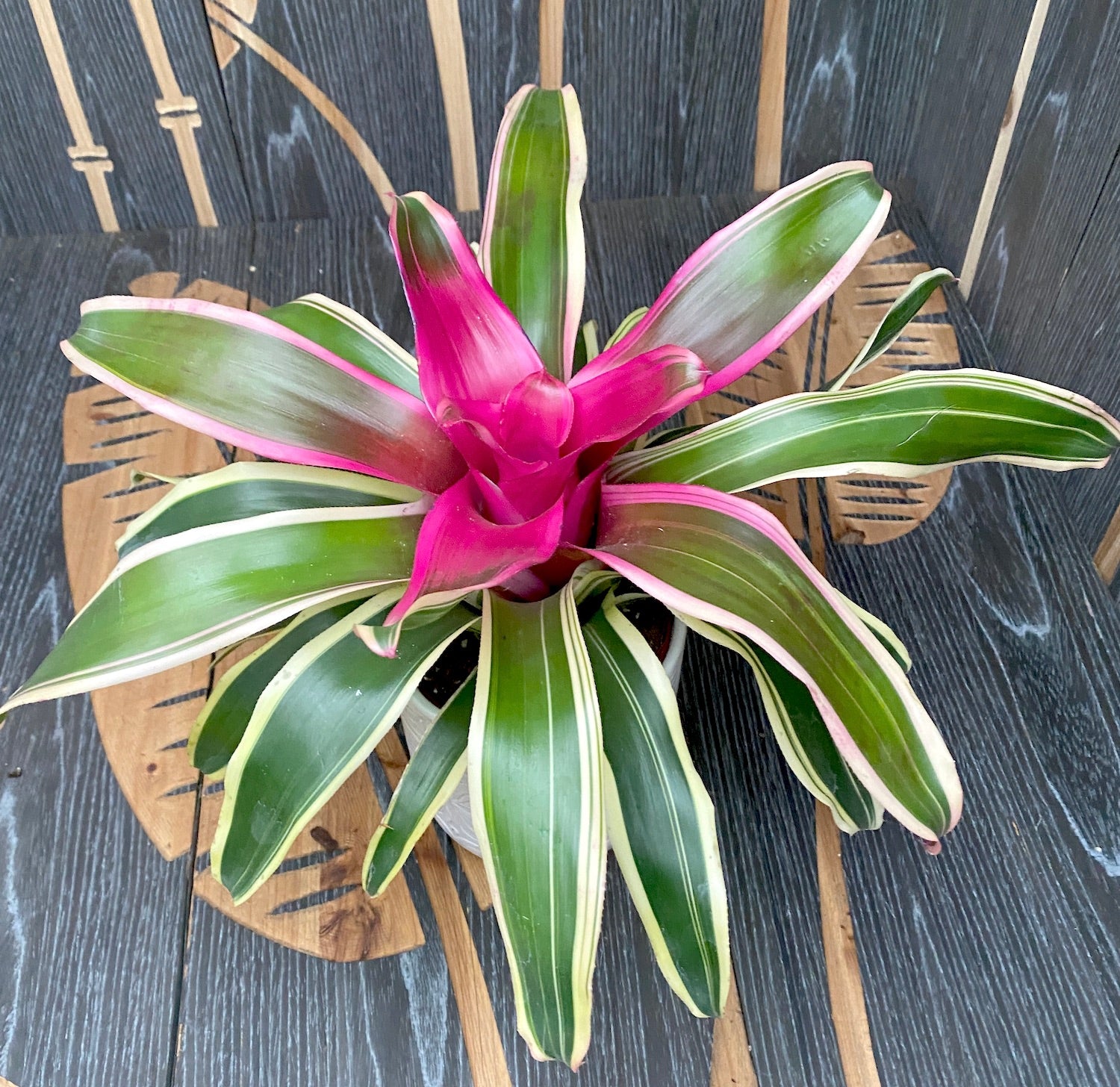 Neoregelia 'Franca'