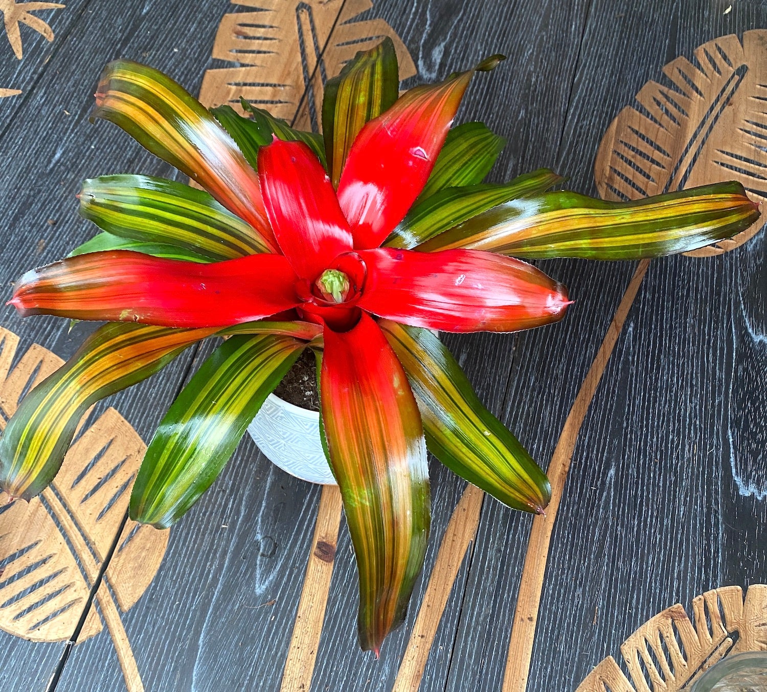 Neoregelia 'Freddie'