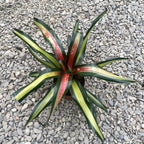 Neoregelia 'Pimiento'